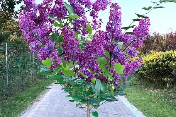 图片[6]-怎么养丁香花盆栽，冬季养殖时需要移至室内-会东网