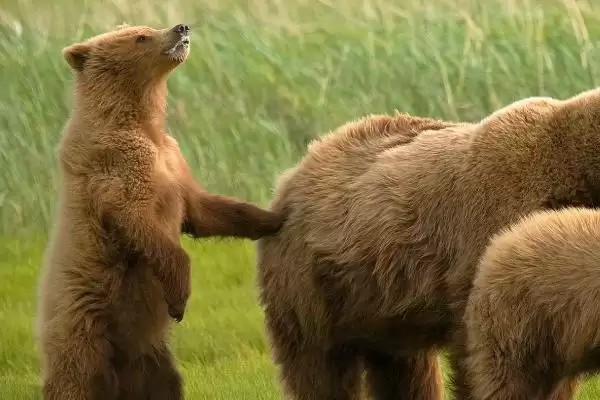 比较猪和狗嗅觉灵敏程度的方法和重点?养猪与动物特性研究有哪些关联细节?插图2 比较猪和狗嗅觉灵敏程度的方法和重点?养猪与动物特性研究有哪些关联细节?插图2