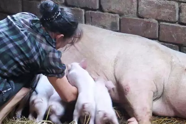 母猪咬小猪是什么原因导致的呢,初产母猪无经验通常会导致咬小猪行为插图2 母猪咬小猪是什么原因导致的呢,初产母猪无经验通常会导致咬小猪行为插图2