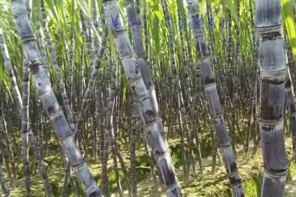 图片[4]-水果甘蔗怎么管理？管理水果甘蔗要掌握哪些关键的种植管理方法？-会东网