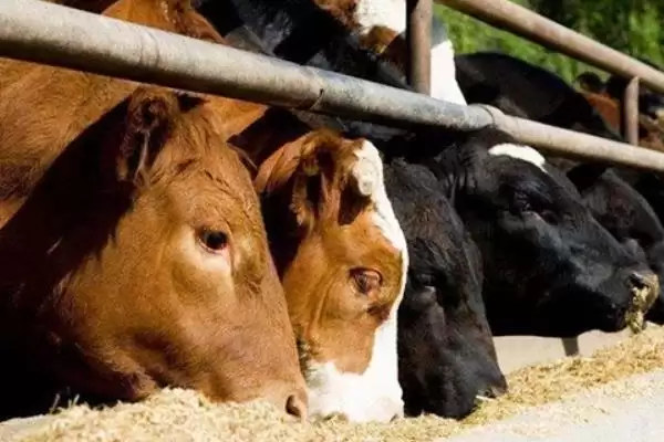 牛倒嚼嘴上有白沫的原因剖析:胃酸过多的症状与解决插图3 牛倒嚼嘴上有白沫的原因剖析:胃酸过多的症状与解决插图3