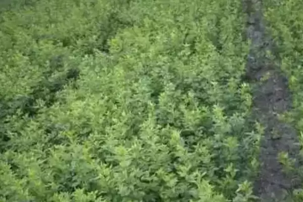 图片[3]-确定迎春花小苗移栽时间的方法和重点？确定迎春花小苗移栽时间要做好哪些细节？-会东网