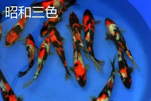 图片[4]-锦鲤的常见品种 ,锦鲤有哪些常见的品种类型呢-会东网