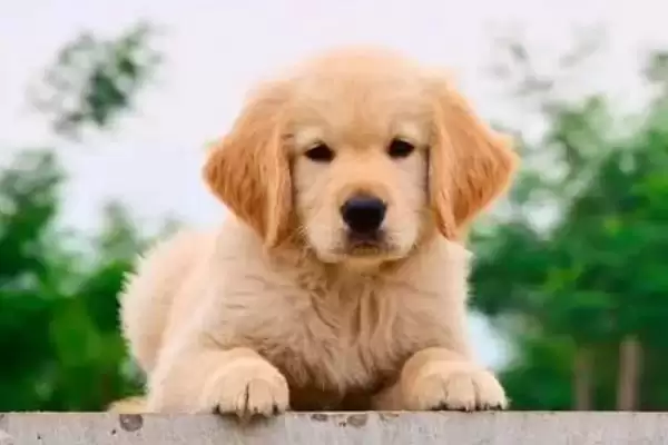 图片[2]-金毛犬开始爆毛的时间 ,金毛一般几个月开始爆毛呢-会东网