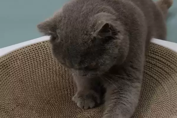 猫为什么要进行磨爪子行为 ,猫磨爪为使爪锋利并标识领地插图2 猫为什么要进行磨爪子行为 ,猫磨爪为使爪锋利并标识领地插图2