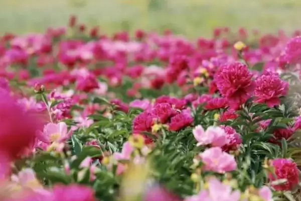 图片[4]-芍药夏季开花吗？了解芍药夏季开花情况要探究哪些花期特性？-会东网