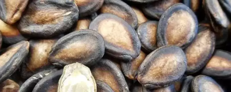 了解无籽西瓜种子价格的方法和重点?掌握无籽西瓜种子价格要做好哪些细节?-会东网