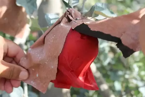 苹果脱袋后何时铺反光膜，经过2-3天即可铺膜插图5