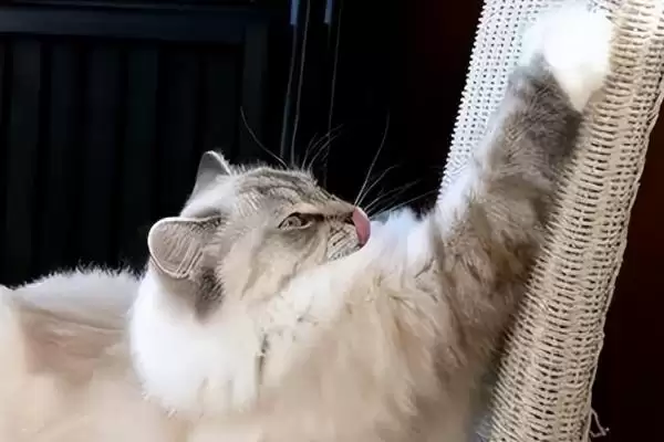 猫为什么要进行磨爪子行为 ,猫磨爪为使爪锋利并标识领地插图3 猫为什么要进行磨爪子行为 ,猫磨爪为使爪锋利并标识领地插图3