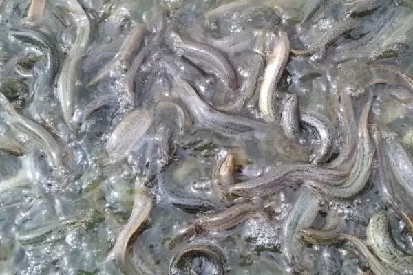 农村种植项目适合选什么,红富士苹果具有可观前景插图7 农村种植项目适合选什么,红富士苹果具有可观前景插图7