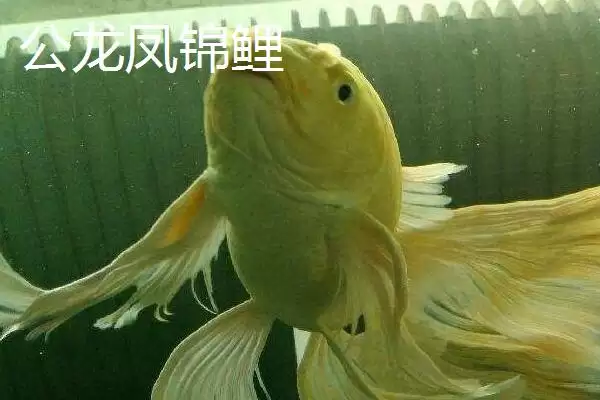 图片[3]-龙凤锦鲤的公母分辨方法 ,龙凤锦鲤公母头部有何差异？-会东网