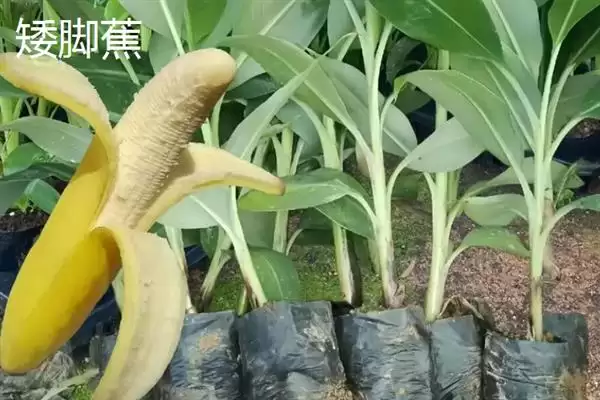 图片[11]-台湾香蕉的主要栽培品种，常见的有李林蕉、玫瑰蕉、旦蕉等-会东网
