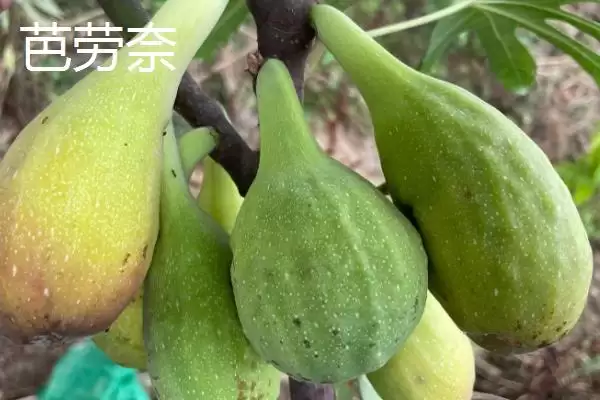图片[7]-适合在家种植的无花果品种？选择在家种植的无花果品种要关注哪些特性？-会东网