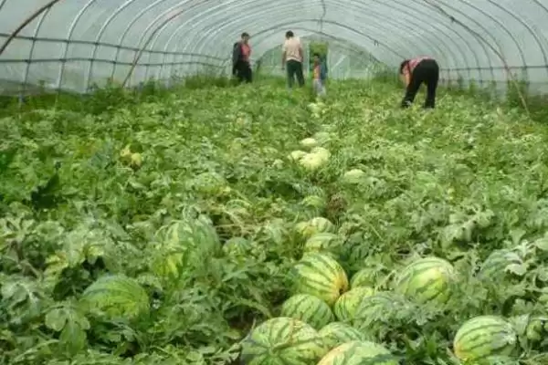 确定西瓜一年种植次数的方法和重点？安排西瓜种植次数要做好哪些细节？插图1