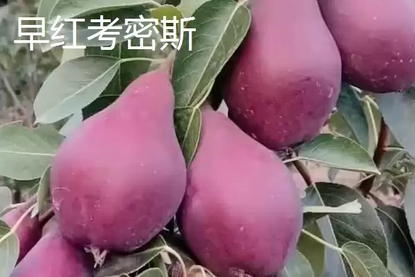 图片[6]-认识优质梨子品种的方法和重点？认识优质梨子品种要做好哪些细节？-会东网