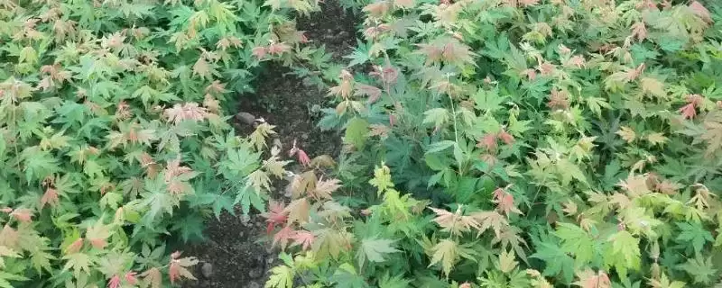 色木槭栽培技术？栽培色木槭要遵循哪些科学的栽培方法和要点？-会东网