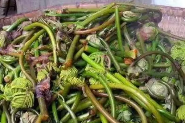 图片[2]-薇菜的收获时间？确定薇菜收获时间要关注哪些生长周期和品质影响要点？-会东网