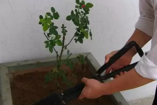 图片[4]-爬山虎的果实与种子之谜：有果实也有种子的奇妙植物-会东网