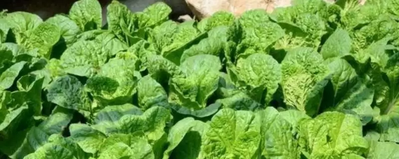 蔬菜良种具备哪些条件？判断蔬菜良种要了解哪些关键的品种特性和标准？-会东网
