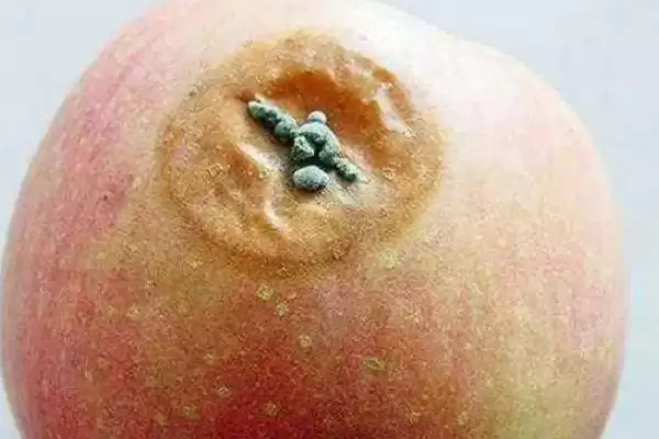 苹果青霉病发生的症状,发病初期果实局部会发生腐烂插图1 苹果青霉病发生的症状,发病初期果实局部会发生腐烂插图1