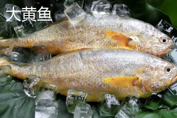 图片[2]-海水鱼养殖福音：大黄鱼和海鲈鱼等好养鱼种介绍-会东网