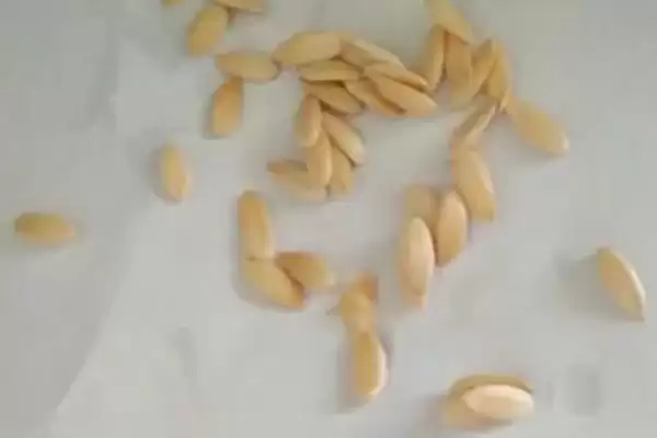 羊角蜜甜瓜种植方法的方法和重点？种羊角蜜甜瓜要做好哪些细节？插图1