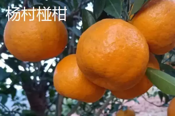 图片[12]-广东紫金县的特产，八刀汤是当地的招牌美食-会东网
