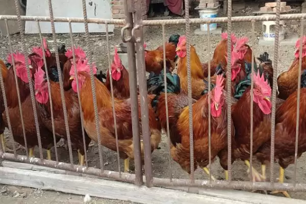 选择养鸡食物种类的方法和重点?养鸡要做好哪些饲料选择?插图2 选择养鸡食物种类的方法和重点?养鸡要做好哪些饲料选择?插图2