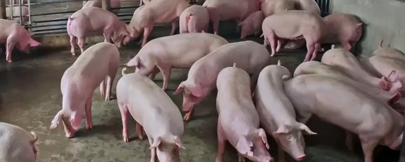 母猪不进食没精神且不发烧怎么处理呢,热天母猪不食可拌水饮冬夏太保-会东网