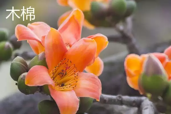 美丽异木棉和木棉有什么区别呢 ,美丽异木棉和木棉科属、形态、习性不同插图4 美丽异木棉和木棉有什么区别呢 ,美丽异木棉和木棉科属、形态、习性不同插图4