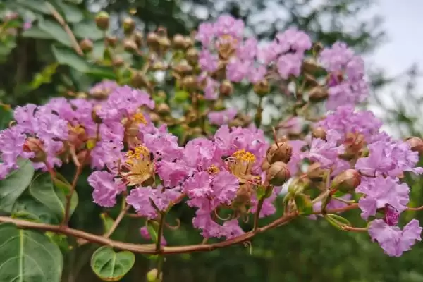 图片[2]-紫薇价格的波动和要点？了解紫薇价格需关注哪些市场要素？-会东网