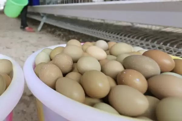 确定养殖野鸡所需投资的方法和重点?养鸡要做好哪些成本预算?插图3 确定养殖野鸡所需投资的方法和重点?养鸡要做好哪些成本预算?插图3