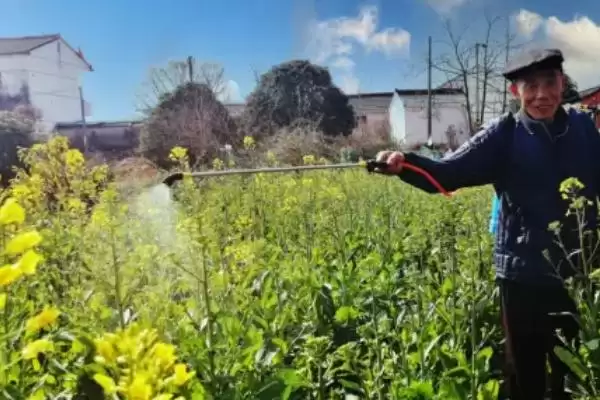 立春后油菜如何施肥,严格控制氮肥的施用量插图2 立春后油菜如何施肥,严格控制氮肥的施用量插图2