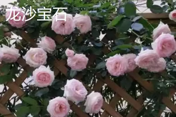 图片[8]-认识月季品种的方法和重点？认识月季品种要做好哪些细节？-会东网