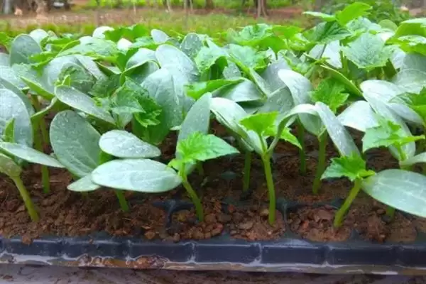 种植金丝绞瓜的方法和重点？种金丝绞瓜要做好哪些细节？插图4