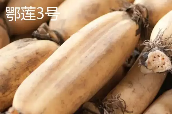 图片[2]-莲藕的优质品种 ,有哪些好吃的莲藕品种推荐呢？-会东网