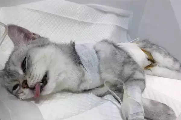 猫咪慢性肝炎是一种什么病症 ,猫咪慢性肝炎是肝脏长期发炎插图3 猫咪慢性肝炎是一种什么病症 ,猫咪慢性肝炎是肝脏长期发炎插图3