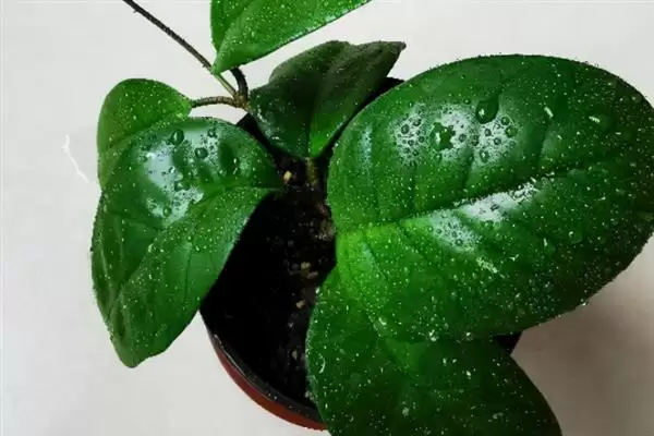 球兰换盆最佳时间解析：一年四季可换盆的优势及注意插图5