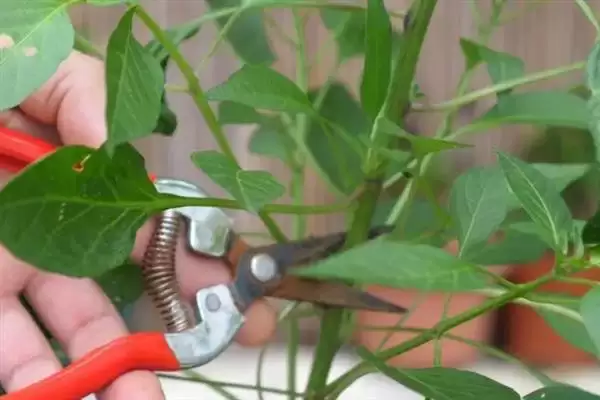 辣椒的叶面肥选择 ,辣椒开花坐果前为何施硼钙叶面肥?插图4 辣椒的叶面肥选择 ,辣椒开花坐果前为何施硼钙叶面肥?插图4