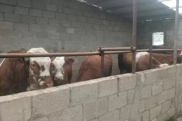 牛圈冬天保暖攻略：通风口覆盖塑料布的实用技巧插图9