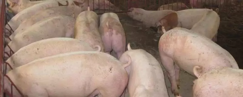 计算猪毛重和净重的方法和重点?养猪要做好哪些重量计量细节?-会东网