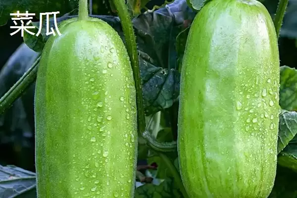 了解甜瓜品种的方法和重点？认识甜瓜品种要做好哪些细节？插图10