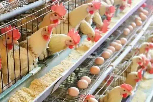 蛋鸡一天生多少个蛋,每天通常产1-2个蛋插图1 蛋鸡一天生多少个蛋,每天通常产1-2个蛋插图1