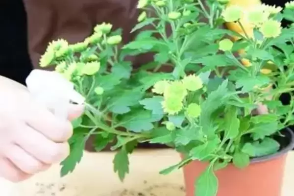 图片[4]-菊花黑斑病的防治 ,防治菊花黑斑病可喷施哪些药物呢？-会东网