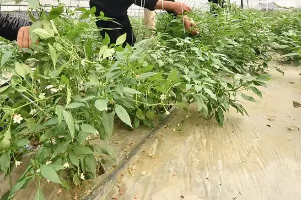 辣椒延长采收期的方法 ,减少病害为何能延长辣椒采收期?插图2 辣椒延长采收期的方法 ,减少病害为何能延长辣椒采收期?插图2