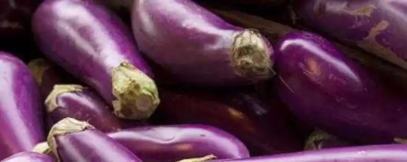 茄子存放时间揭秘:常温仅2天左右的保鲜奥秘-会东网