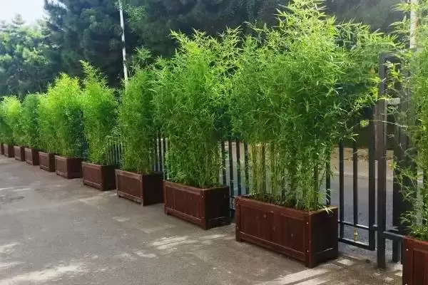 图片[9]-竹子种植成本的核算和要点？种植竹子成本计算需关注哪些？-会东网