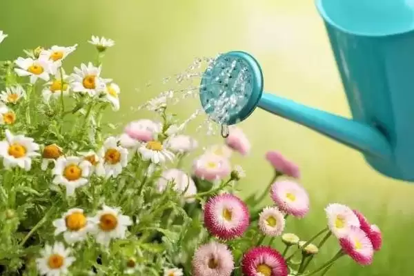 千头菊安全度夏攻略:间隔1天浇水的科学频率插图1 千头菊安全度夏攻略:间隔1天浇水的科学频率插图1