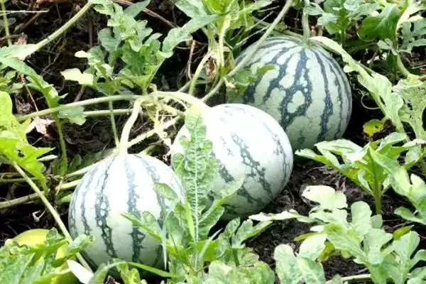 探寻中国哪里产出西瓜味道好的方法和重点？找味道好西瓜产地要做好哪些细节？插图5