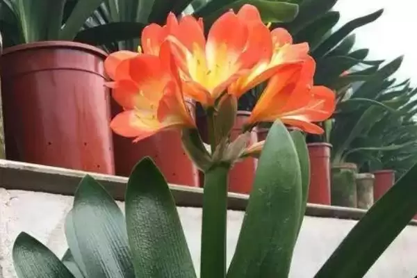 君子兰叶片腐烂的补救 ,君子兰叶片腐烂为何要停浇水呢？插图1